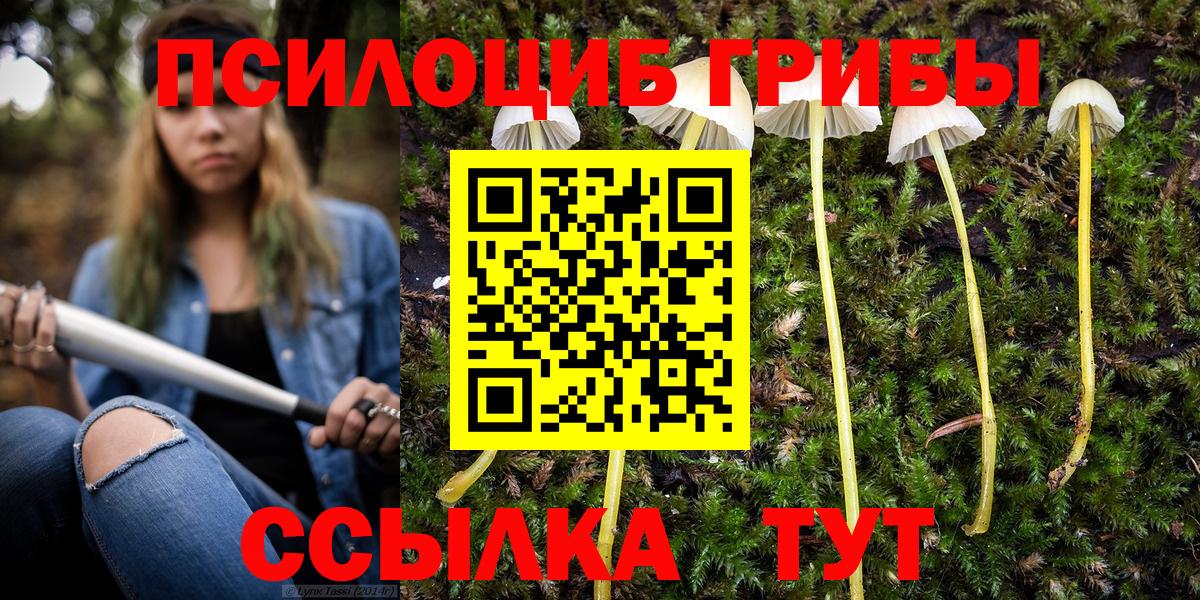 Псилоцибиновые грибы Psilocybe Псков